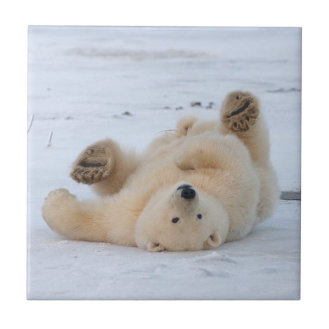 polar bear, Ursus maritimus, cub rolling 3 Tile (Front)