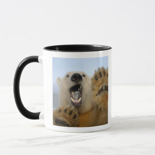 polar bear Ursus maritimus curiously looks in 2 Mug