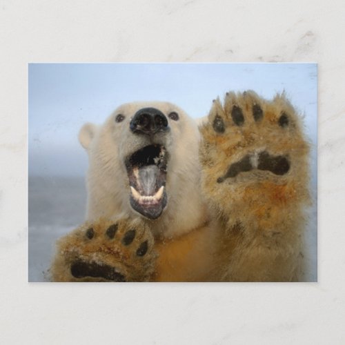 polar bear Ursus maritimus curiously looks in 2 Postcard