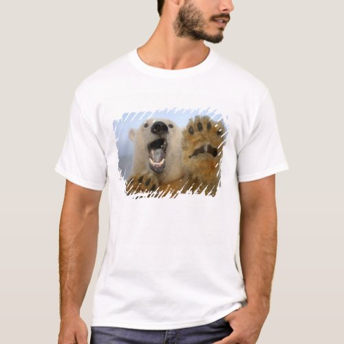 polar bear Ursus maritimus curiously looks in 2 T_Shirt