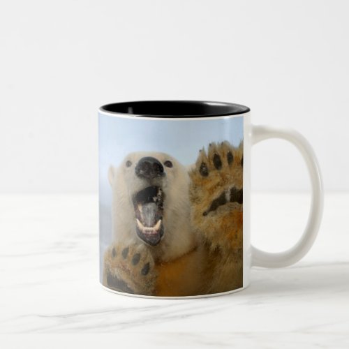 polar bear Ursus maritimus curiously looks in 2 Two_Tone Coffee Mug
