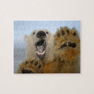 polar bear, Ursus maritimus, curiously looks Jigsaw Puzzle