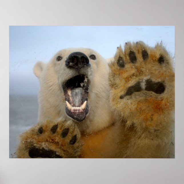 polar bear, Ursus maritimus, curiously looks Poster (Front)