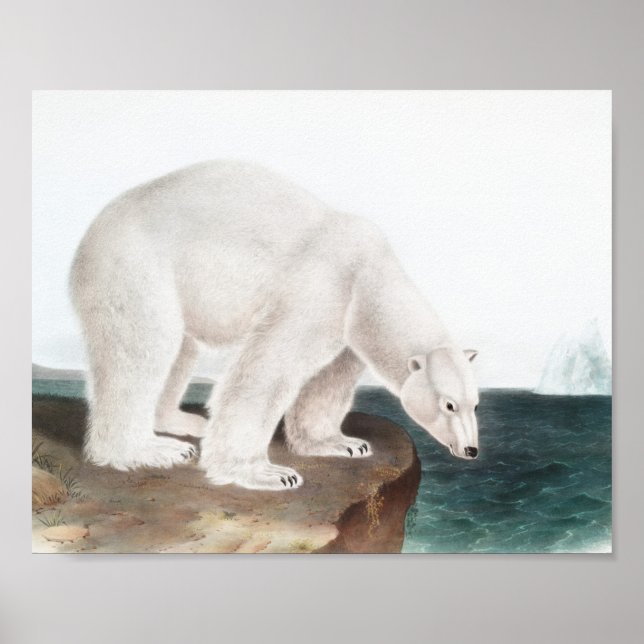 Polar Bear (Ursus maritimus) Illustration Poster (Front)