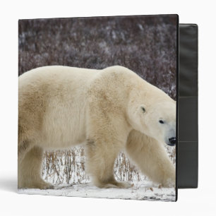 Polar Bear Ursus maritimus) in Churchill Binder