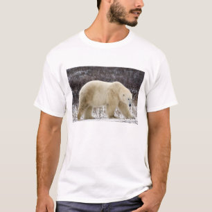 Polar Bear Ursus maritimus) in Churchill T-Shirt