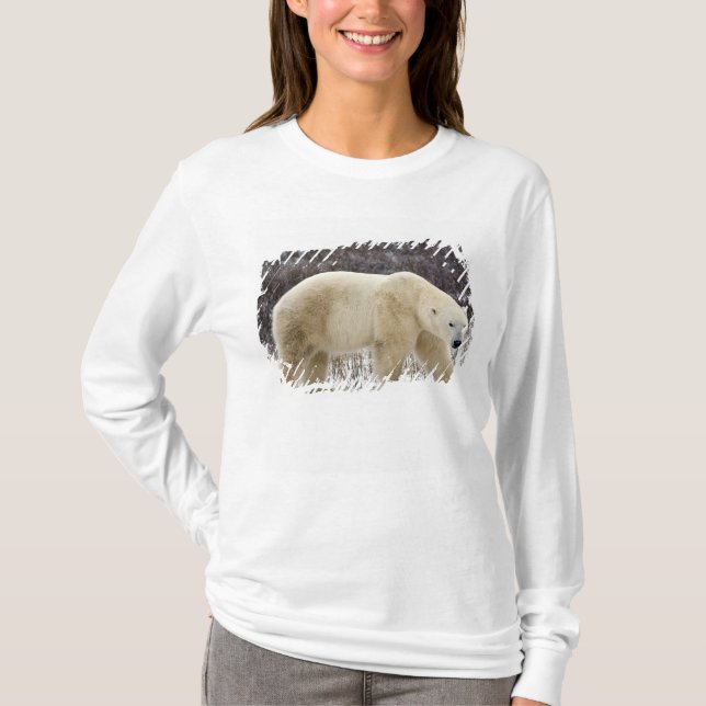 Polar Bear Ursus maritimus) in Churchill T-Shirt (Front)