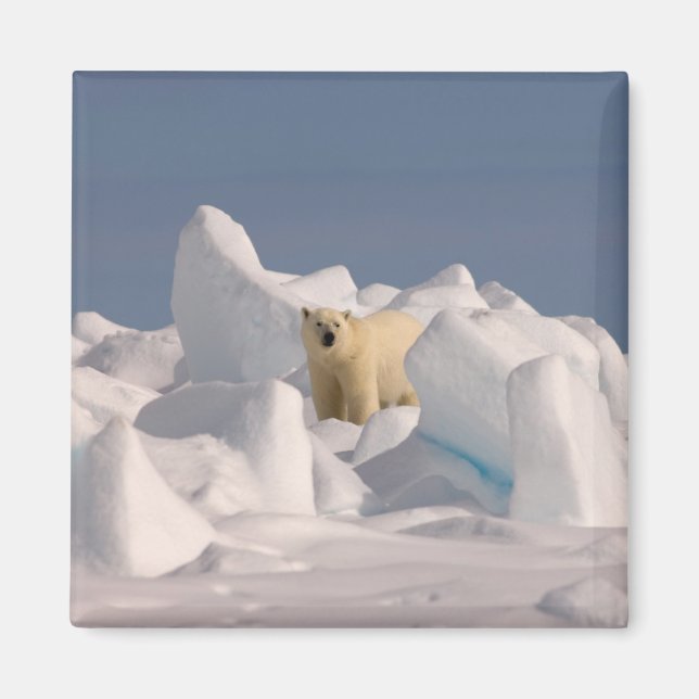 polar bear, Ursus maritimus, in rough ice Magnet (Front)