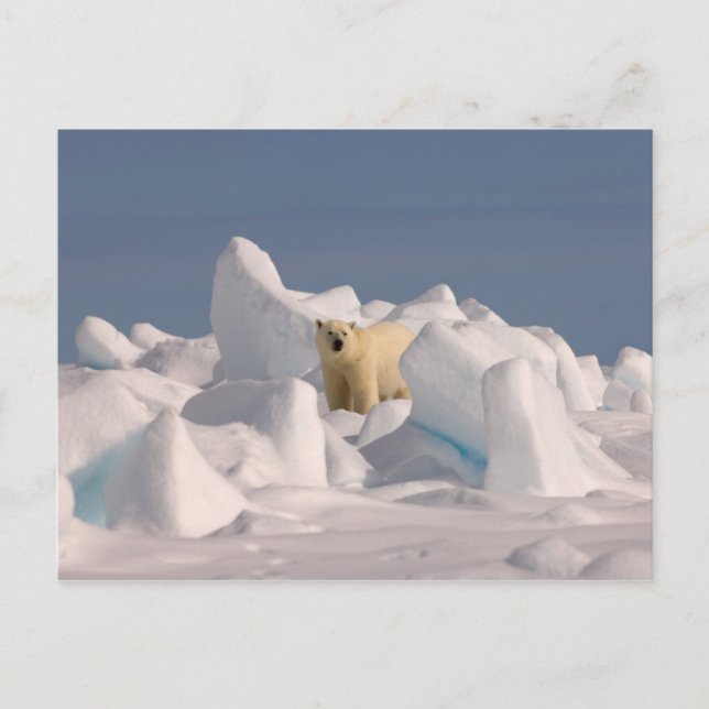 polar bear, Ursus maritimus, in rough ice Postcard (Front)