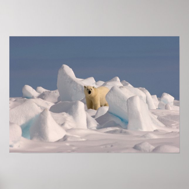 polar bear, Ursus maritimus, in rough ice Poster (Front)