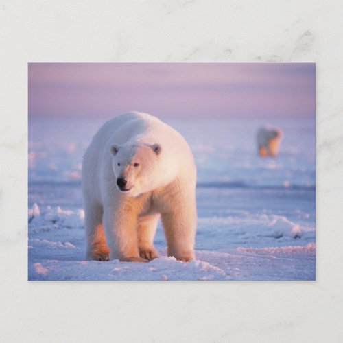polar bear Ursus maritimus large boar on the Postcard