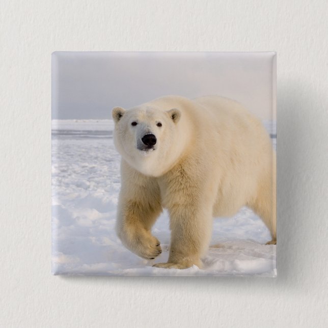 polar bear, Ursus maritimus, on ice and snow, 2 Button (Front)