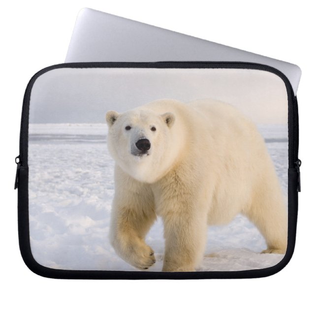polar bear, Ursus maritimus, on ice and snow, 2 Laptop Sleeve (Front)