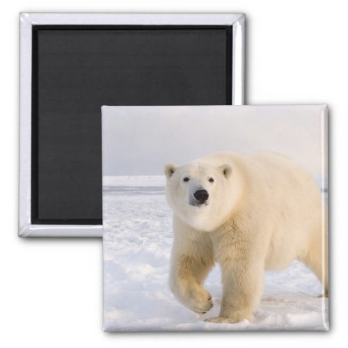 polar bear Ursus maritimus on ice and snow 2 Magnet