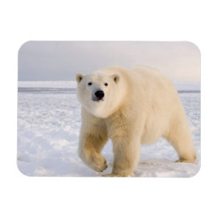 polar bear, Ursus maritimus, on ice and snow, 2 Magnet