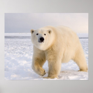 polar bear, Ursus maritimus, on ice and snow, 2 Poster