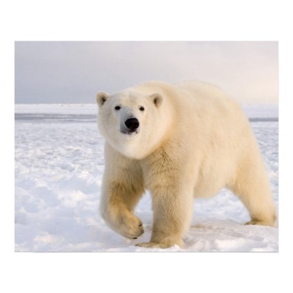 polar bear, Ursus maritimus, on ice and snow, 2 Poster