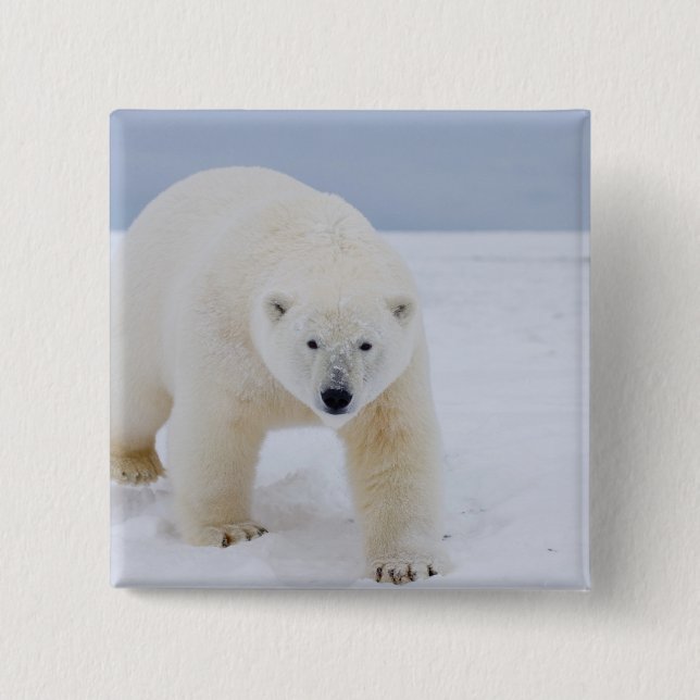 polar bear, Ursus maritimus, on ice and snow, Pinback Button (Front)