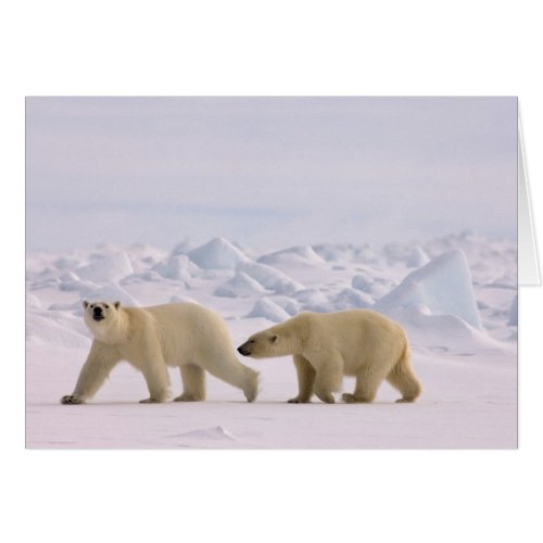 polar bear Ursus maritimus pair in rough ice