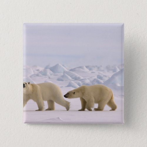 polar bear Ursus maritimus pair in rough ice Button