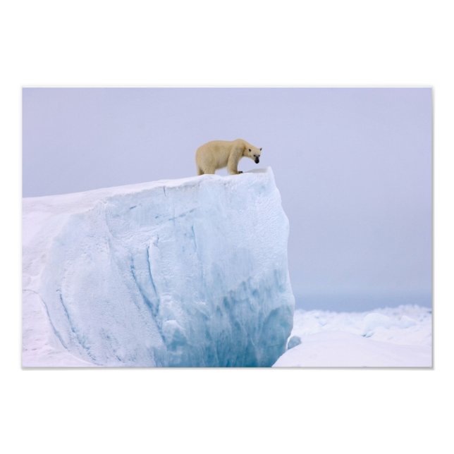 polar bear, Ursus maritimus Photo Print (Front)