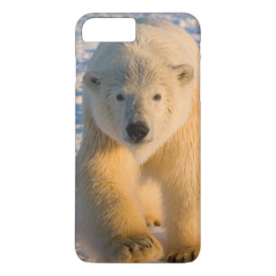 polar bear, Ursus maritimus, polar bear on ice iPhone 8 Plus/7 Plus Case