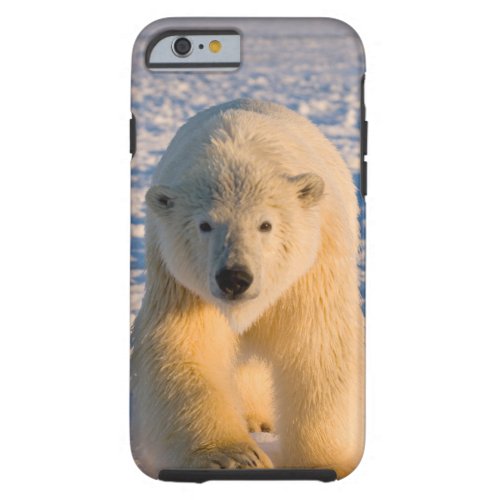 polar bear Ursus maritimus polar bear on ice Tough iPhone 6 Case