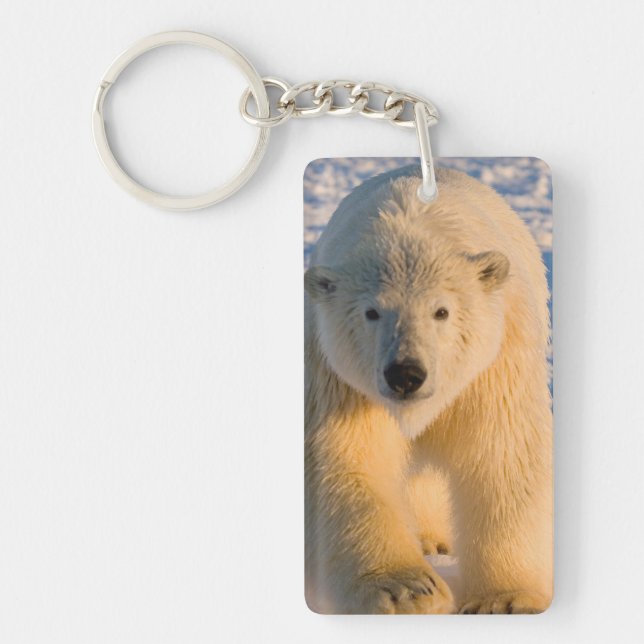 polar bear, Ursus maritimus, polar bear on ice Keychain (Front)