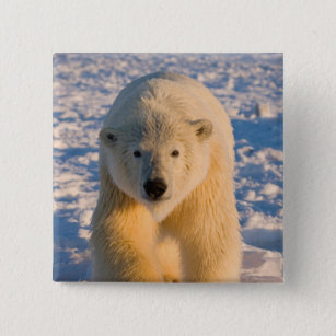 polar bear, Ursus maritimus, polar bear on ice Pinback Button