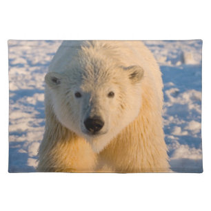 polar bear, Ursus maritimus, polar bear on ice Placemat