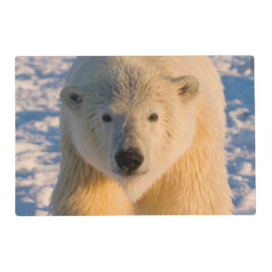 polar bear, Ursus maritimus, polar bear on ice Placemat