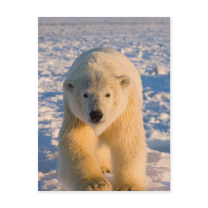 polar bear, Ursus maritimus, polar bear on ice Postcard