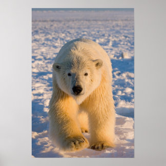 Polar Bear Posters | Zazzle