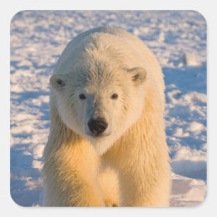 polar bear, Ursus maritimus, polar bear on ice Square Sticker