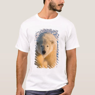 polar bear, Ursus maritimus, polar bear on ice T-Shirt