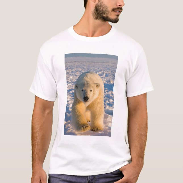 polar bear, Ursus maritimus, polar bear on ice T-Shirt (Front)