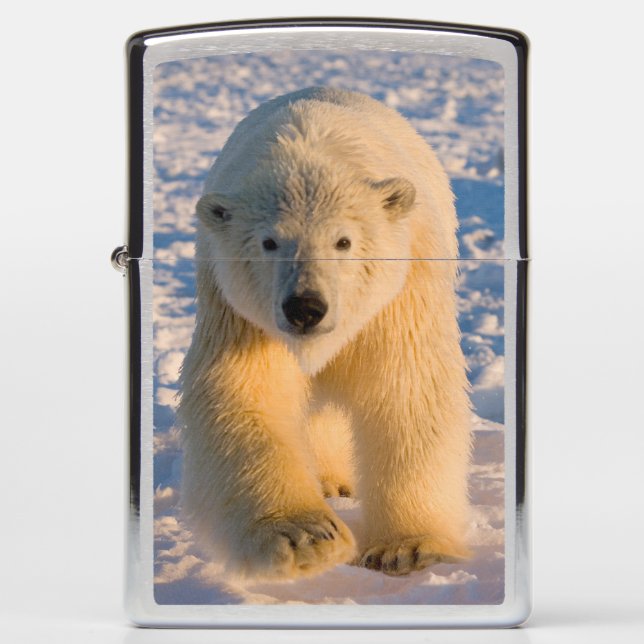 polar bear, Ursus maritimus, polar bear on ice Zippo Lighter (Front)