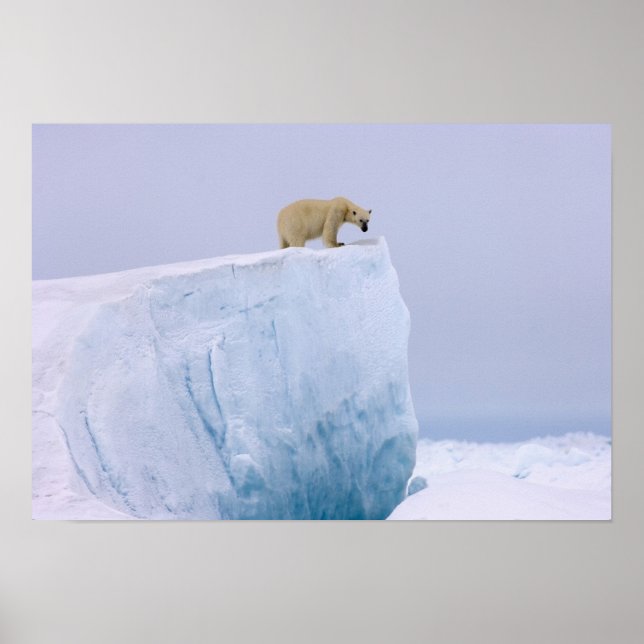 polar bear, Ursus maritimus Poster (Front)