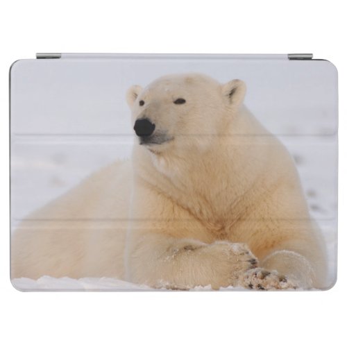 polar bear Ursus maritimus resting on the iPad Air Cover