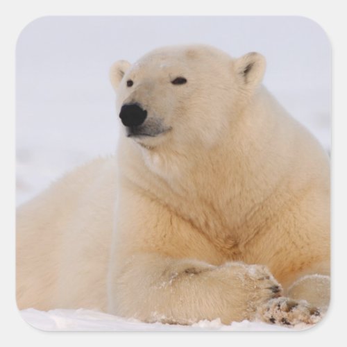 polar bear Ursus maritimus resting on the Square Sticker