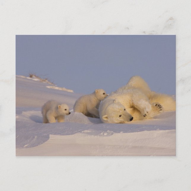 polar bear, Ursus maritimus, sow playing Postcard (Front)