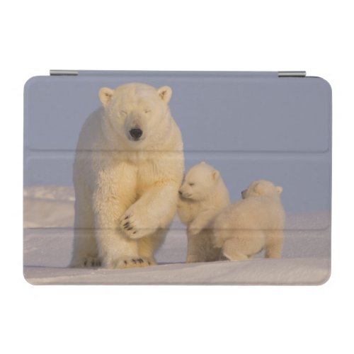 polar bear Ursus maritimus sow with newborn 3 iPad Mini Cover