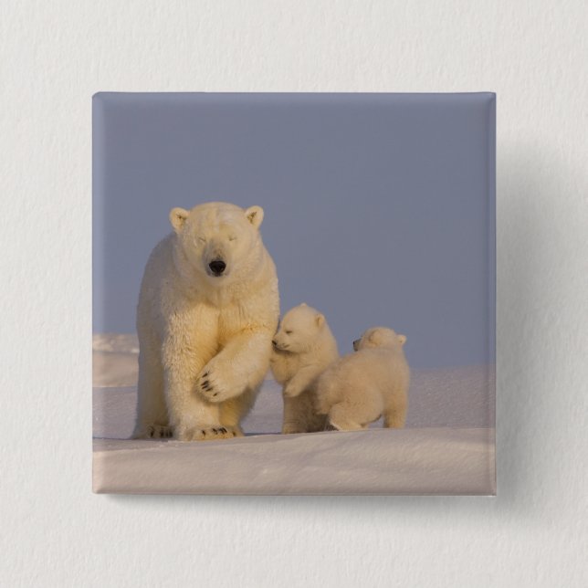 polar bear, Ursus maritimus, sow with newborn Button (Front)