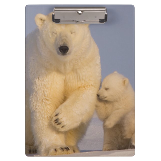 polar bear, Ursus maritimus, sow with newborn Clipboard (Front)