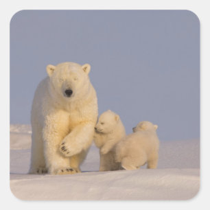 polar bear, Ursus maritimus, sow with newborn Square Sticker