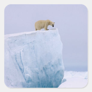 polar bear, Ursus maritimus Square Sticker
