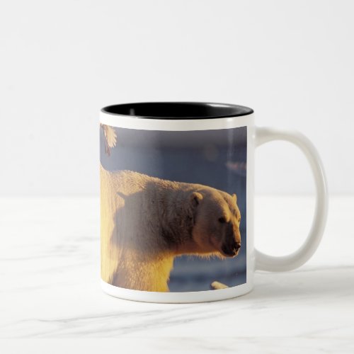 polar bear Ursus maritimus with Two_Tone Coffee Mug