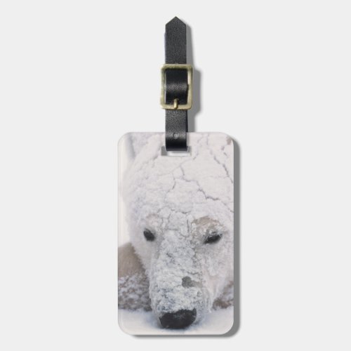 Polar Bear Urus Maritimus Arctic Churchill Luggage Tag