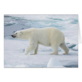 Polar bear walking, Norway (Front Horizontal)
