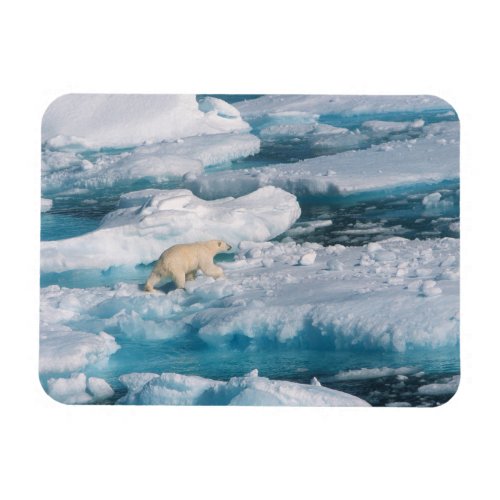 Polar Bear walking on the Sea Magnet